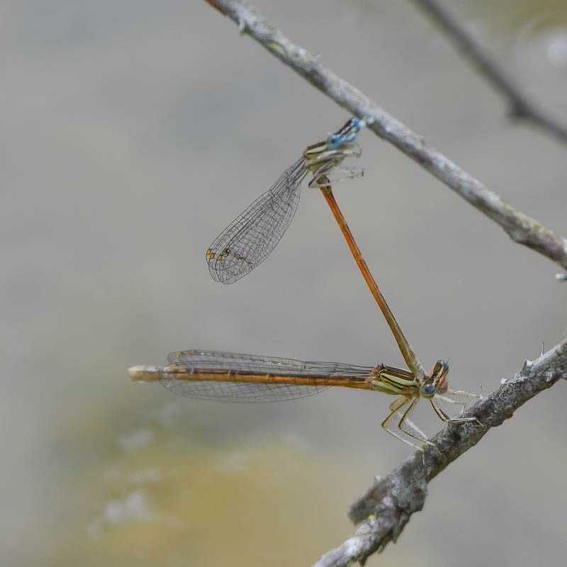 Orange Featherleg